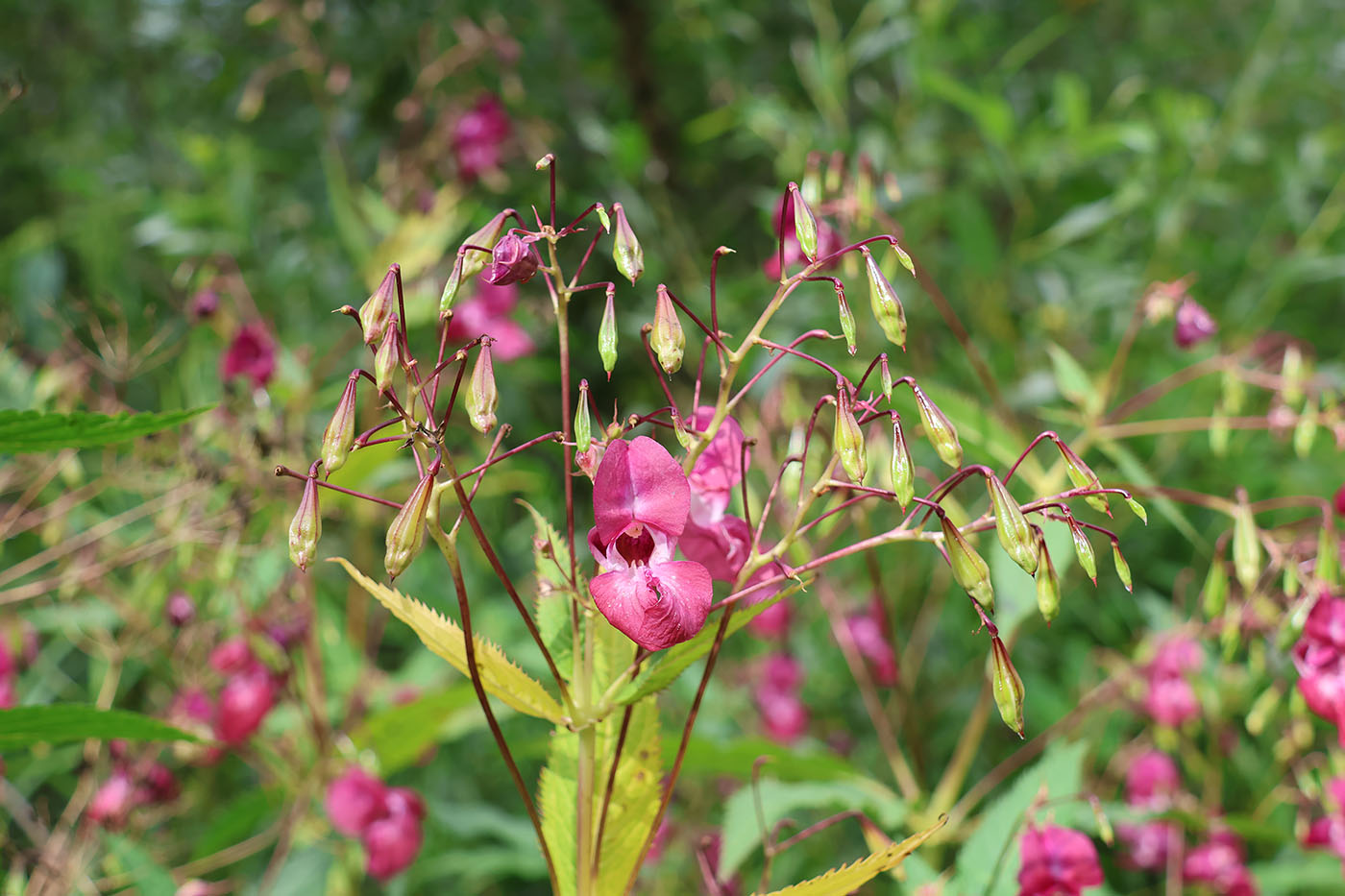 Изображение особи Impatiens glandulifera.
