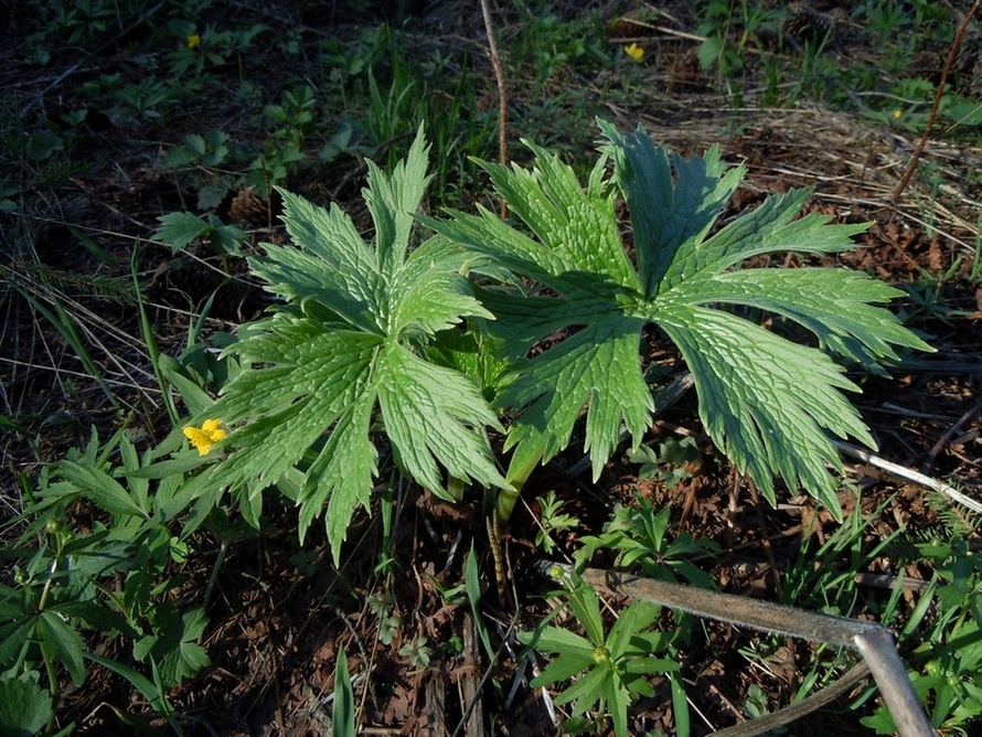 Изображение особи Aconitum septentrionale.