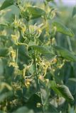 Aristolochia clematitis. Побег с цветками. Татарстан, окр. с. Камское Устье, дол. р. Волга, разнотравно-злаковый луг, заросли Aristolochia clematitis. 04.06.2026.