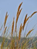 Ammophila arenaria