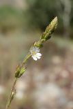 Leptorhabdos parviflora