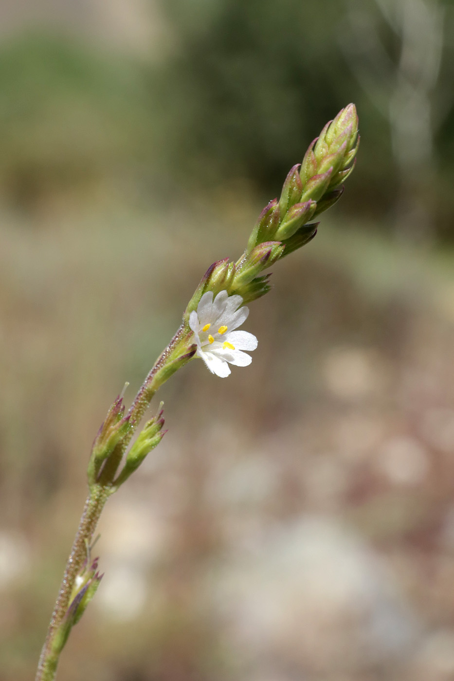 Изображение особи Leptorhabdos parviflora.
