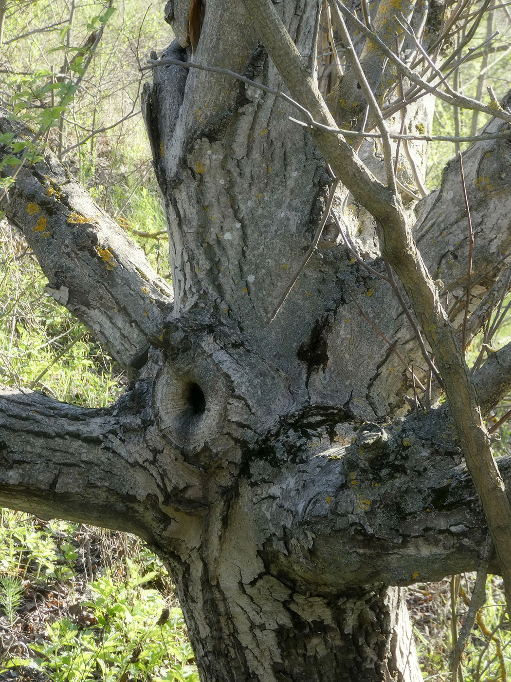 Image of Juglans regia specimen.