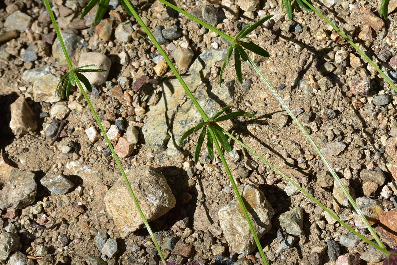 Image of familia Rubiaceae specimen.
