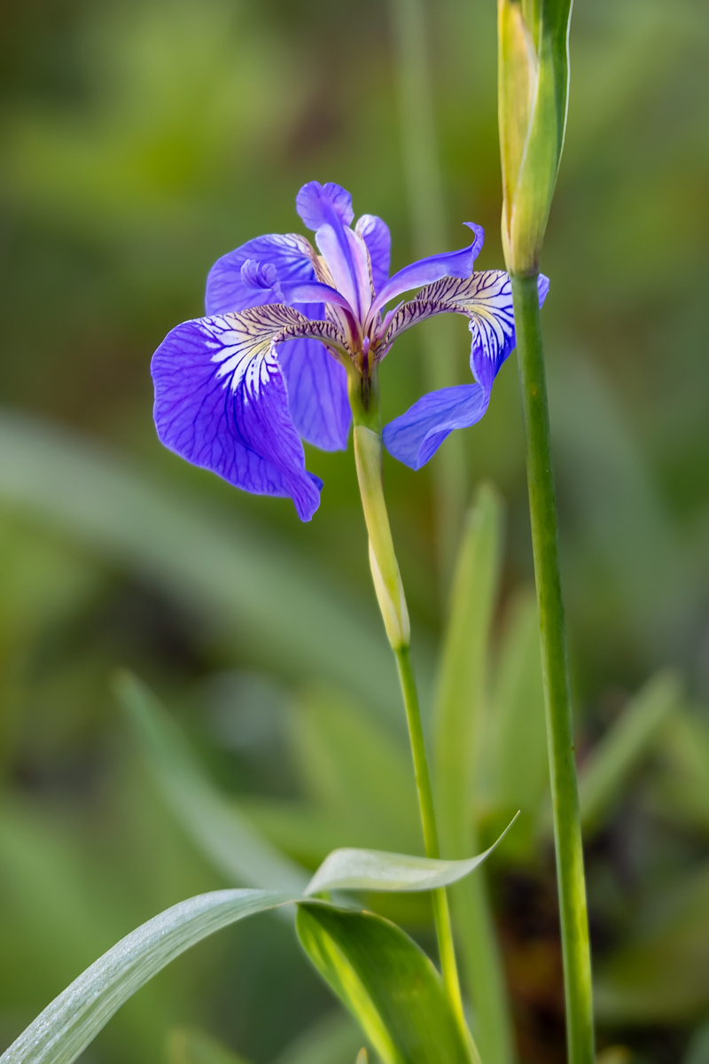 Изображение особи род Iris.