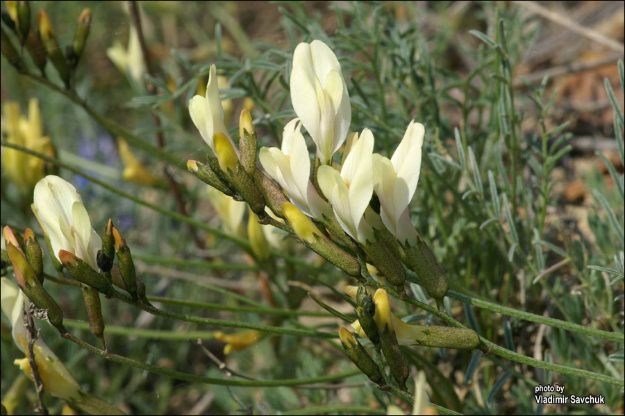 Изображение особи Astragalus subuliformis.