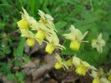 Epimedium × versicolor