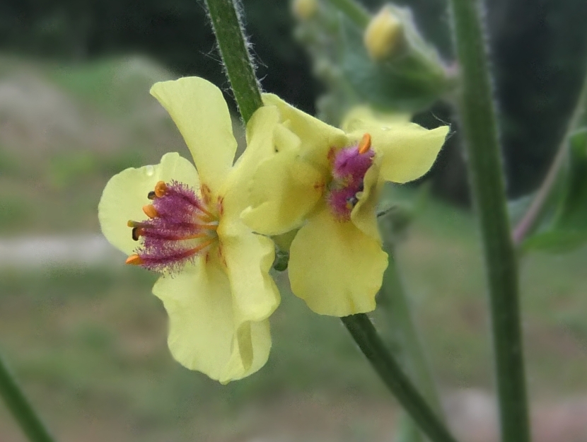 Image of Verbascum laxum specimen.