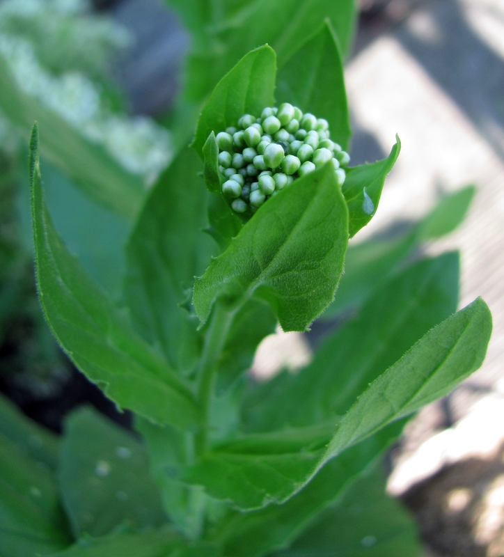 Image of Cardaria draba specimen.