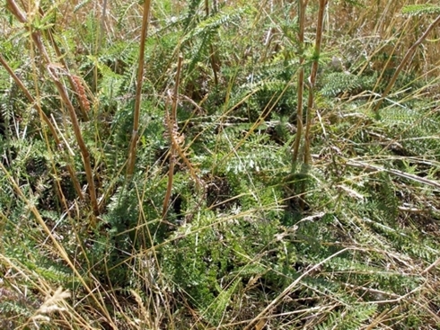 Image of Achillea setacea specimen.