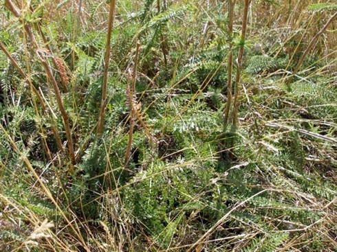 Изображение особи Achillea setacea.