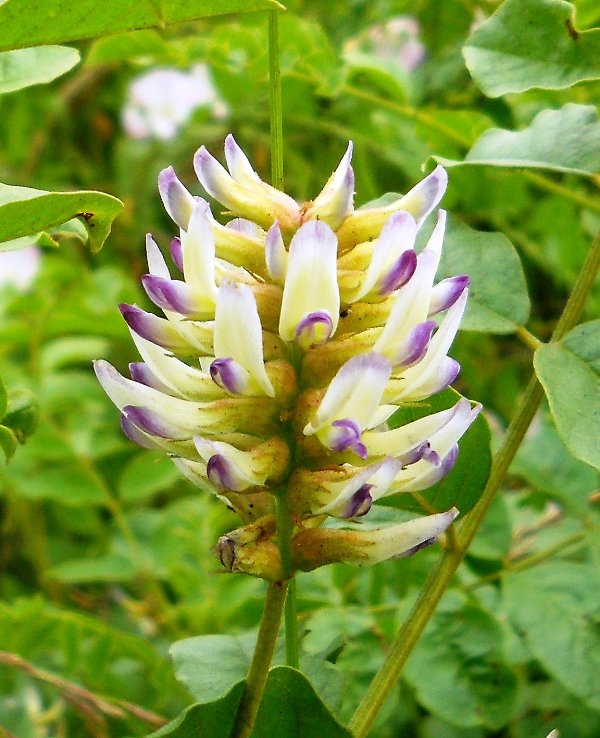 Image of Glycyrrhiza viscida specimen.