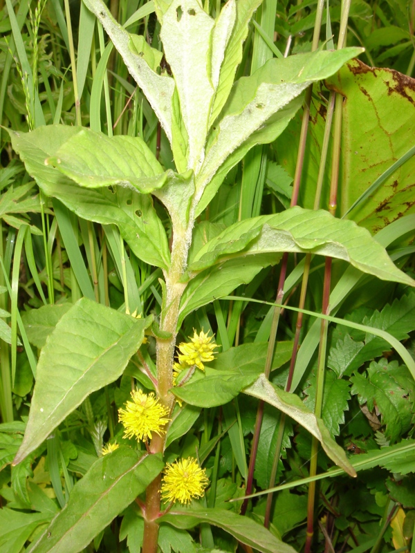 Изображение особи Naumburgia thyrsiflora.