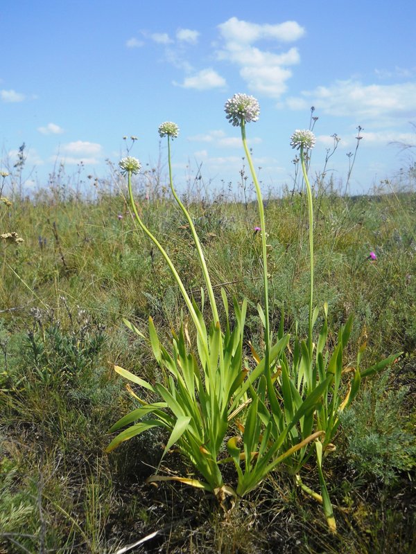 Изображение особи Allium nutans.