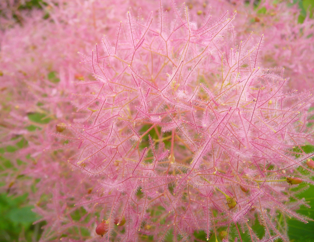Image of Cotinus coggygria specimen.