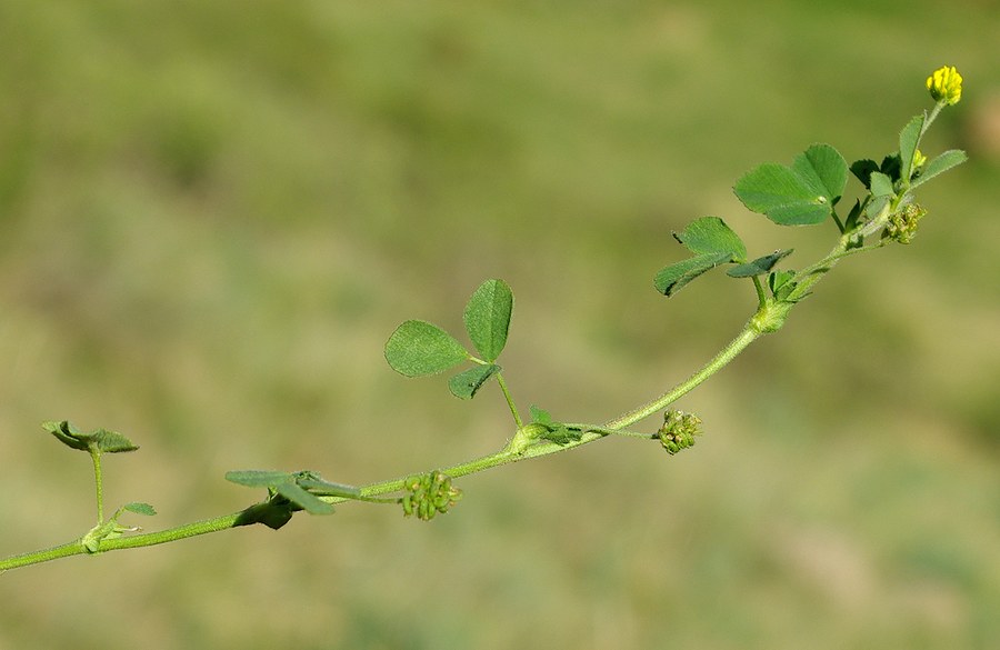 Image of Medicago lupulina specimen.