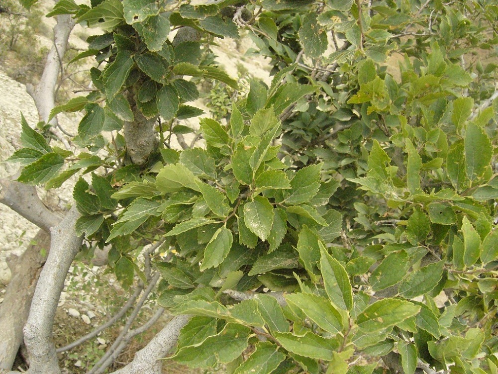 Image of Celtis caucasica specimen.