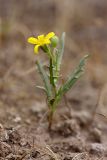 Senecio noeanus