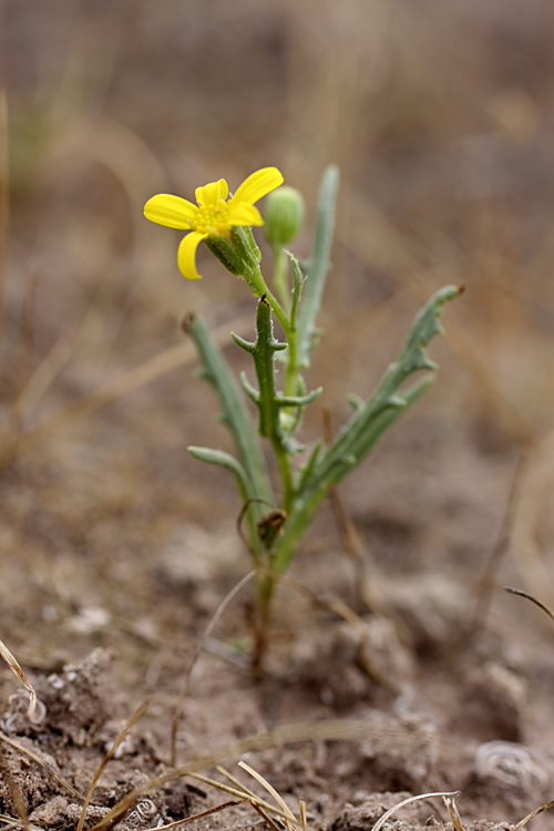 Изображение особи Senecio noeanus.