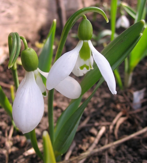 Изображение особи Galanthus graecus.