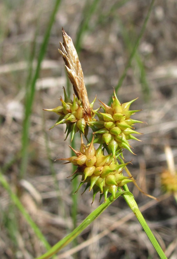 Изображение особи Carex flava.