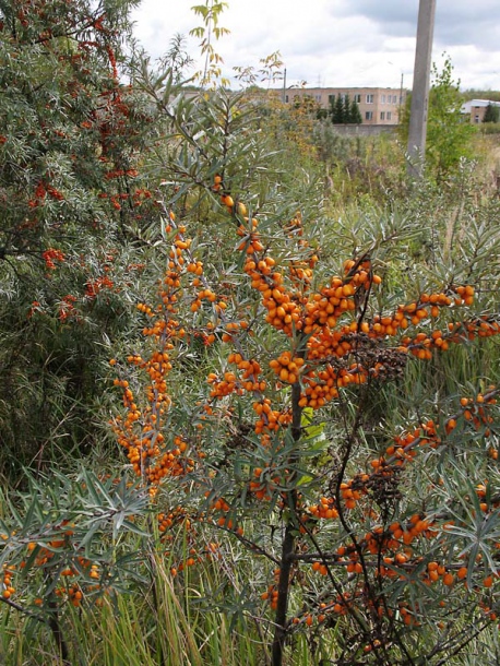 Image of Hippophae rhamnoides specimen.