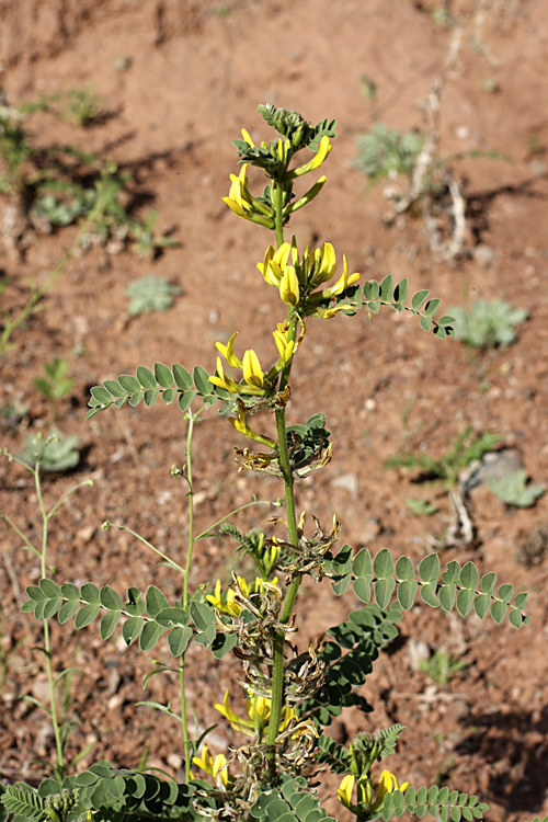 Изображение особи Astragalus harpocarpus.