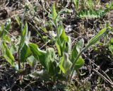 Hieracium macrochlorellum. Растения с бутонами. Санкт-Петербург, нижняя часть склона Кирхгофской возвышенности, низкотравный луг на известняковом склоне. 14.05.2011.