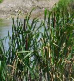 Typha latifolia. Верхушки плодоносящих растений. Ростовская обл., Куйбышевский р-н, окр. с. Лысогорка, на мелководье. 17.07.2011.