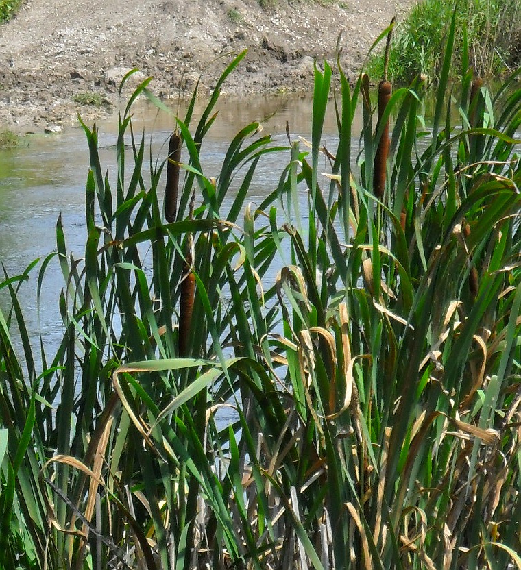 Image of Typha latifolia specimen.