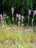 Betonica officinalis. Цветущие растения на просеке в смешанном лесу. Московская обл., Одинцовский р-н, окр. ст. Полушкино. 29.06.2011.