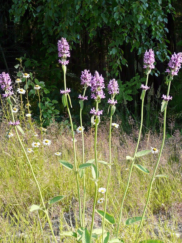 Изображение особи Betonica officinalis.