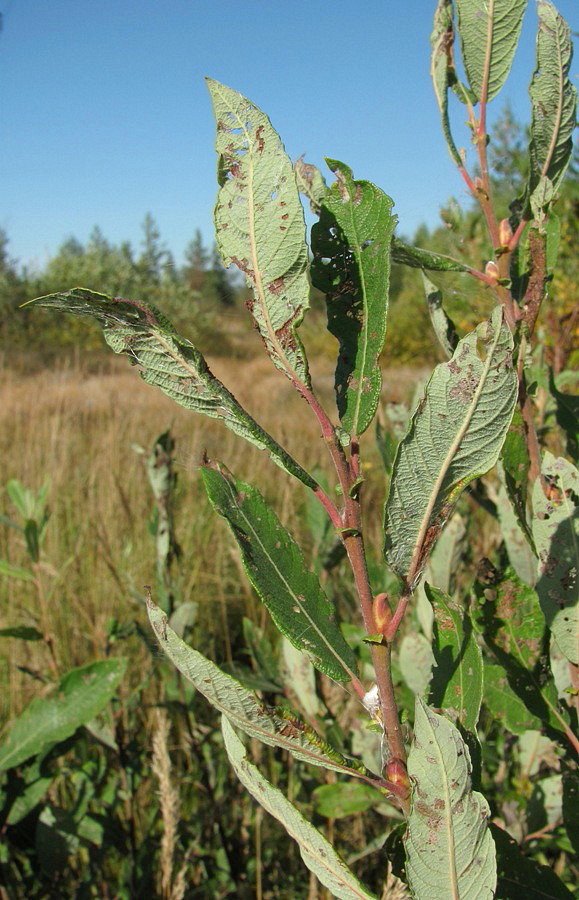 Image of Salix × laurina specimen.