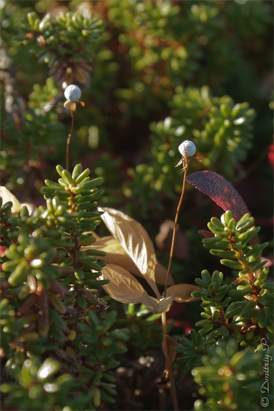 Image of Trientalis europaea specimen.