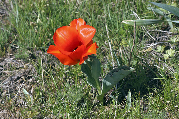 Image of Tulipa greigii specimen.