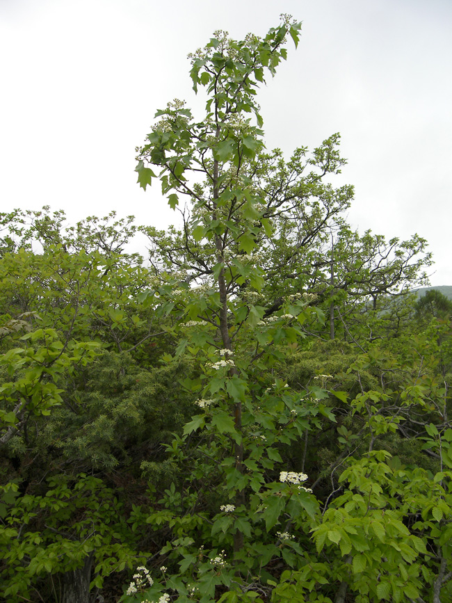 Image of Sorbus torminalis specimen.