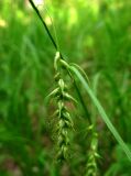 Carex arnellii. Соплодие. Хакасия, окрестности пгт Черемушки, долина р. Уй, подтаежно-черневой смешанный лес. 08.06.2011.
