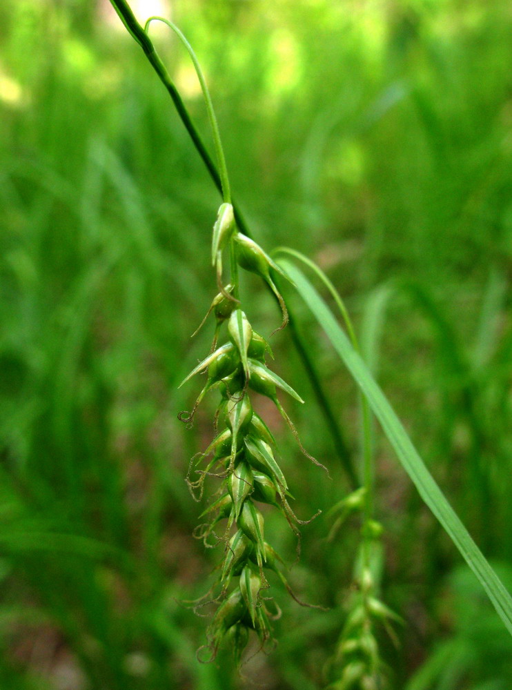 Изображение особи Carex arnellii.