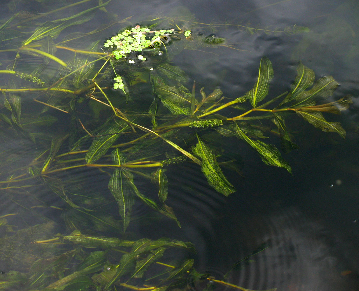 Image of Potamogeton &times; babingtonii specimen.