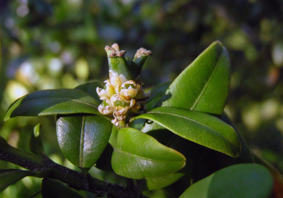 Image of Buxus sempervirens specimen.