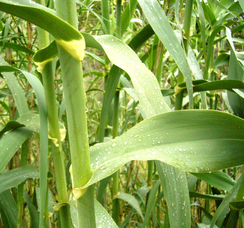 Image of Saccharum spontaneum specimen.