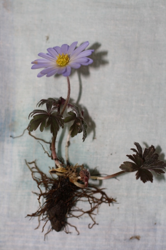 Image of Anemone banketovii specimen.