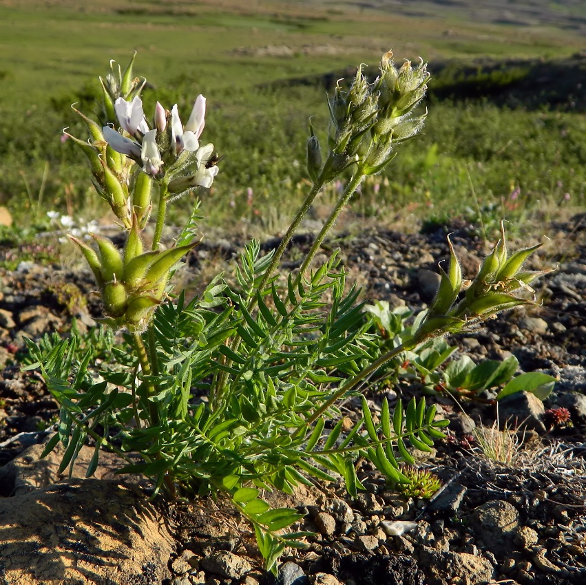 Image of Oxytropis sordida specimen.