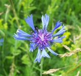 Centaurea cyanus. Соцветие. Курская обл., Поныровский р-н, с. Брусовое. 13 июня 2007 г.