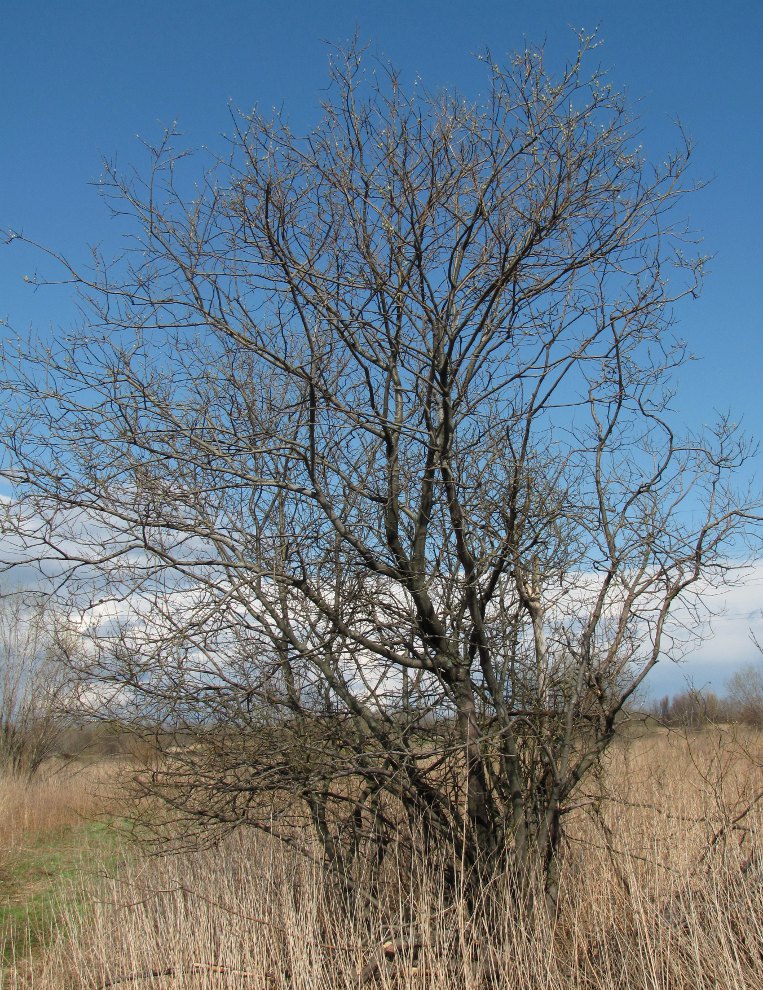 Изображение особи Salix myrsinifolia.