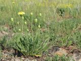 Leontodon biscutellifolius. Цветущее растение в петрофитной степи. Донецкая обл., окр. пос. Старобешево, обнажение песчаников на левом берегу р. Кальмиус. 13.05.2012.