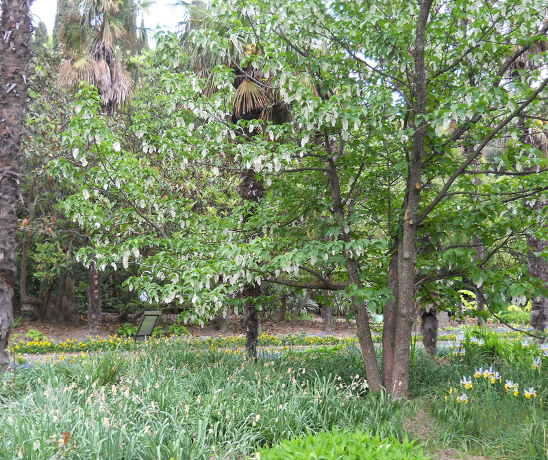 Image of Davidia involucrata specimen.