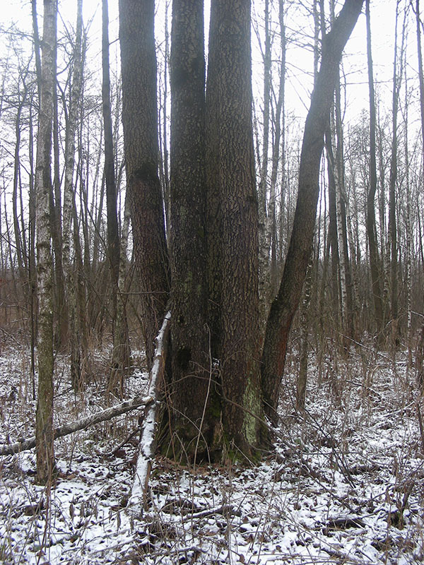 Image of Alnus glutinosa specimen.