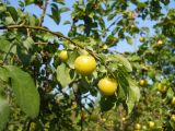 Prunus cerasifera. Часть ветви с плодами. Крым, г. Ялта. 13 июня 2012 г.