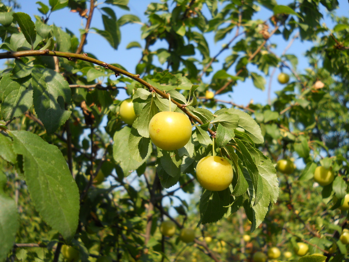 Image of Prunus cerasifera specimen.
